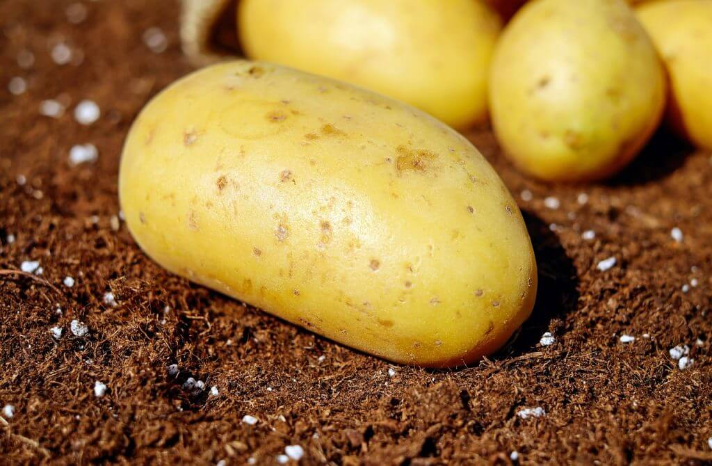 potatoes, vegetables, erdfrucht